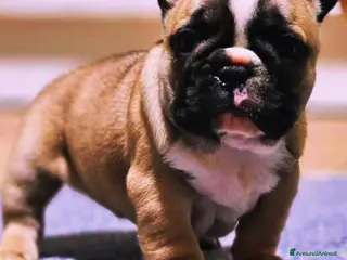 Bulldog Francese cani Femmina fulva Bouldogue francese con pedigree enci - Annuncio 6