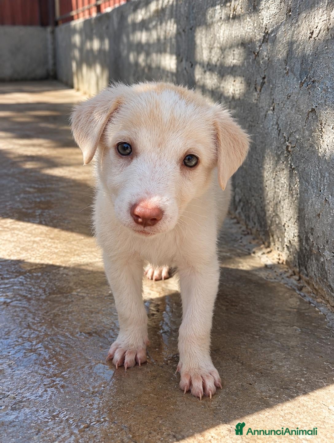 Meticcio cani Nini, taglia media contenuta!  - Annuncio 1