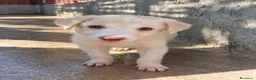 Meticcio cani in regalo: Nini, taglia media contenuta!  - Annuncio 1