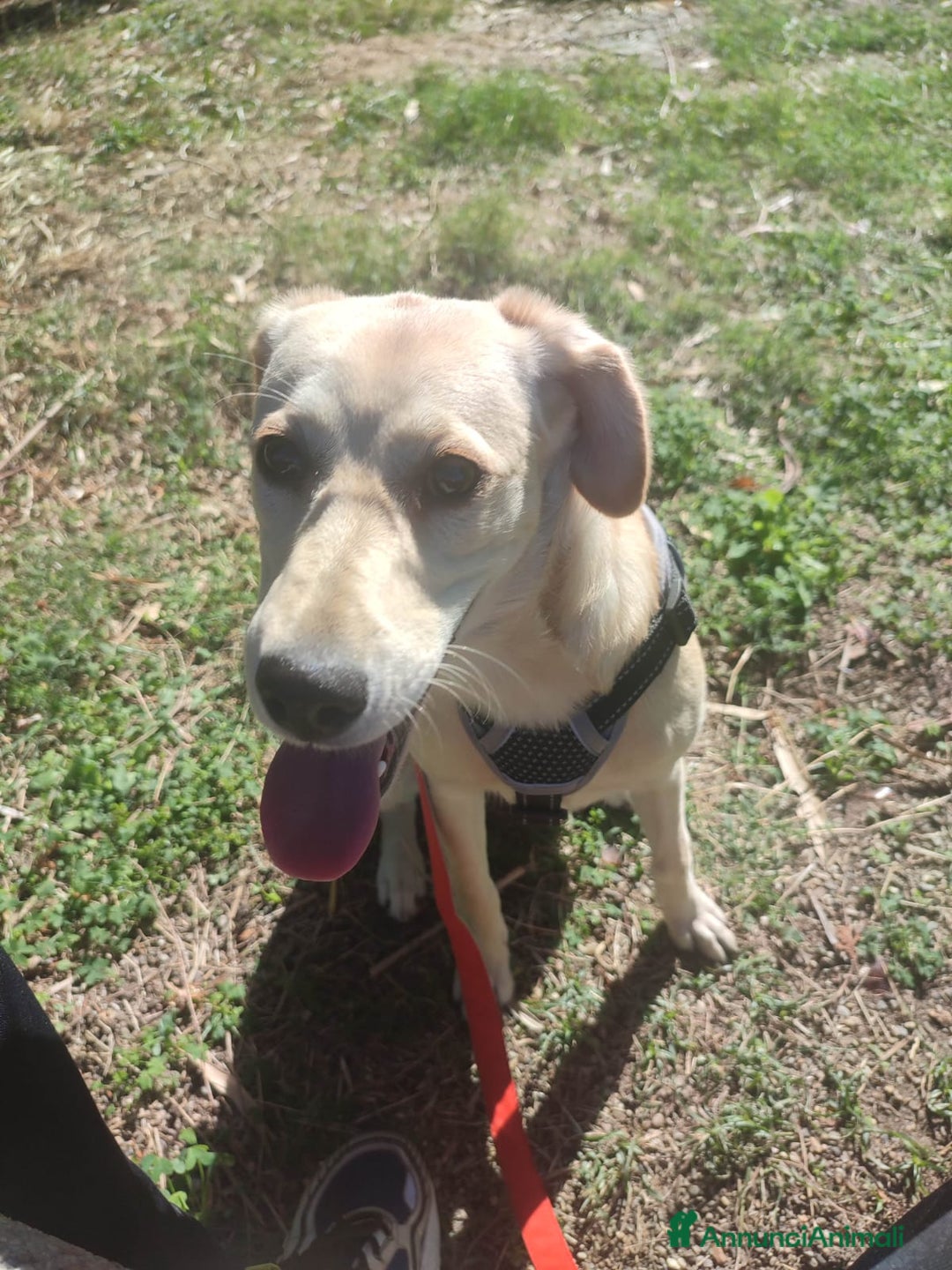 Meticcio cani in regalo: MIA ASPETTA UNA MAMMA  - Annuncio 2