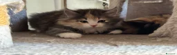 Siberiano gatti in vendita: Freya, bellissima gattina siberiana - Annuncio 6