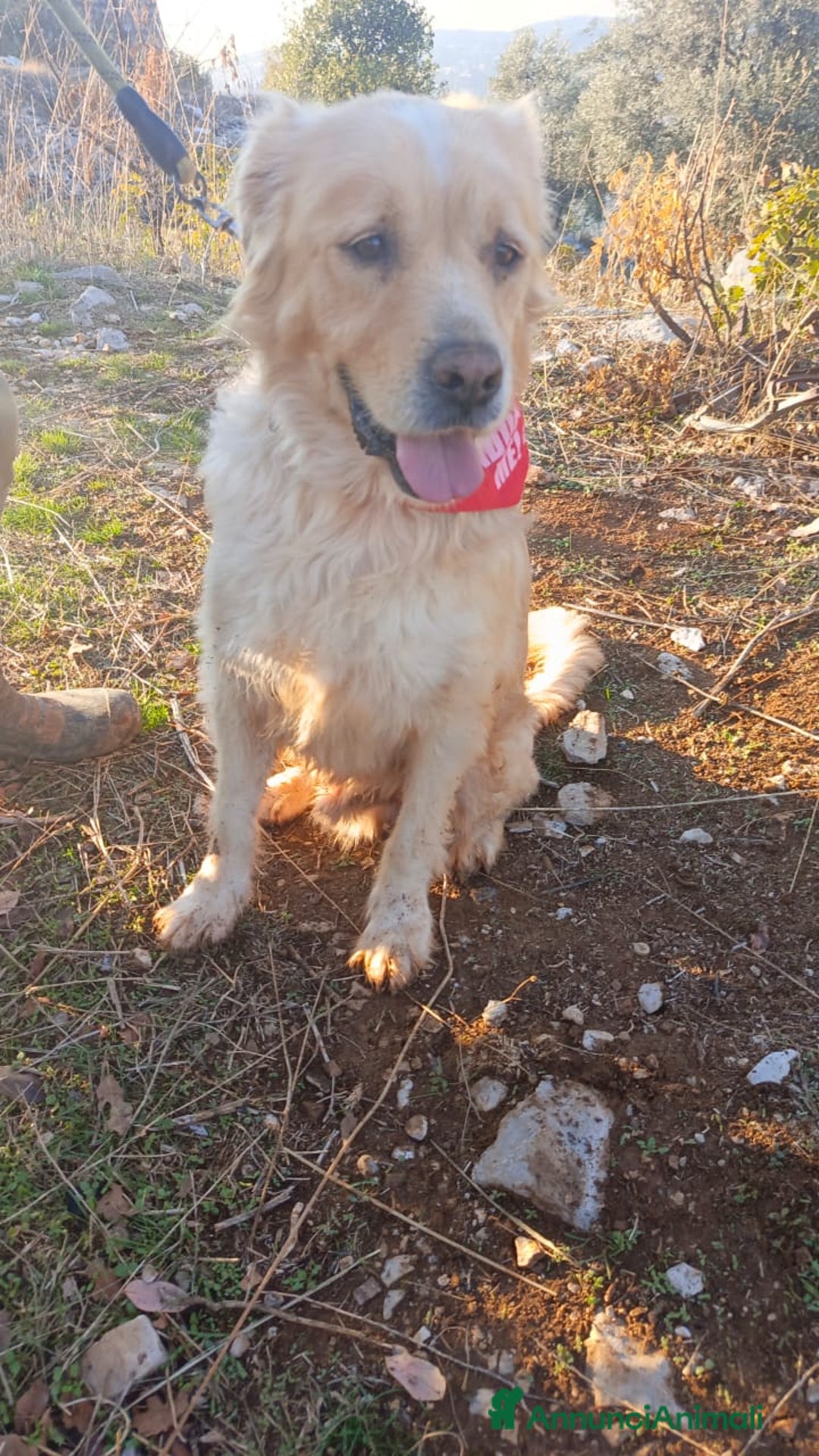 Meticcio cani in regalo: River, un amore di simil Golden Retreiver - Annuncio 6
