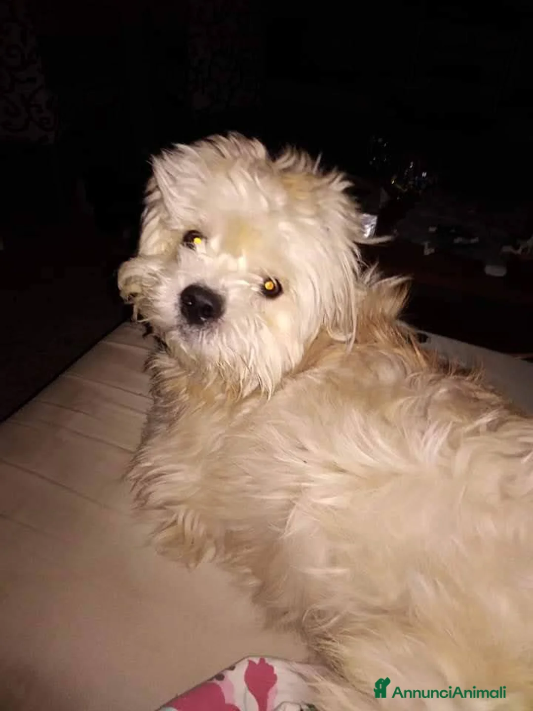 Meticcio cani in regalo: Regalo meticcio - Annuncio 1