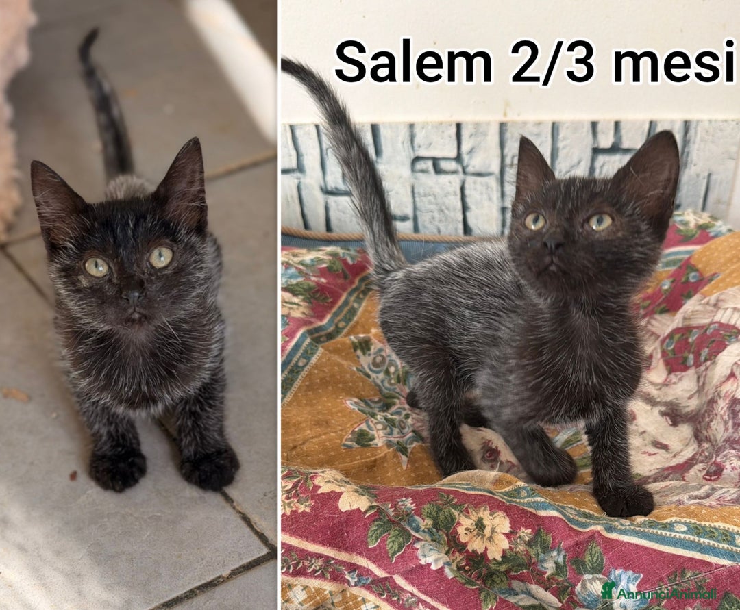 Altre razze gatti in regalo: GATTINI ADORABILI IN CERCA DI CASA  - Annuncio 4