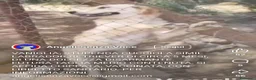Meticcio cani in regalo: Femmina 5mesi mix Labrador retriever tg media SUD - Annuncio 6
