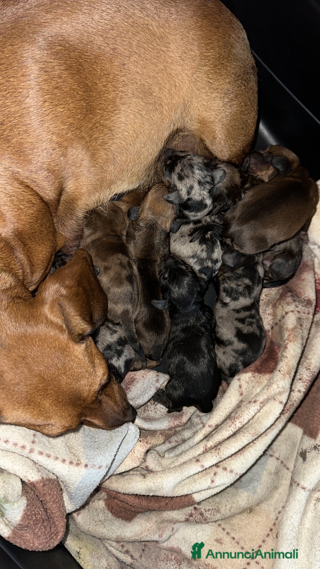 Bassotto cani in vendita: Bassotto Tedesco kaninchen/nano pedigree Enci - Annuncio 1