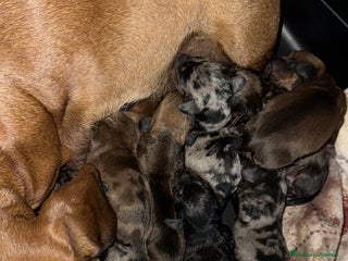 Bassotto cani Bassotto Tedesco kaninchen/nano pedigree Enci - Annuncio 4