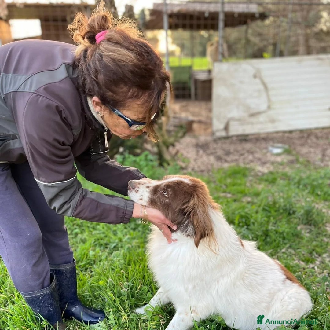 Border Collie cani in regalo: MICHELE incrocio border collie cerca adozione a Provincia di Latina - Annuncio 3