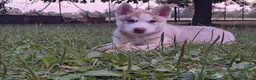 Husky cani in vendita: Splendidi cuccioli di siberian husky - Annuncio 4