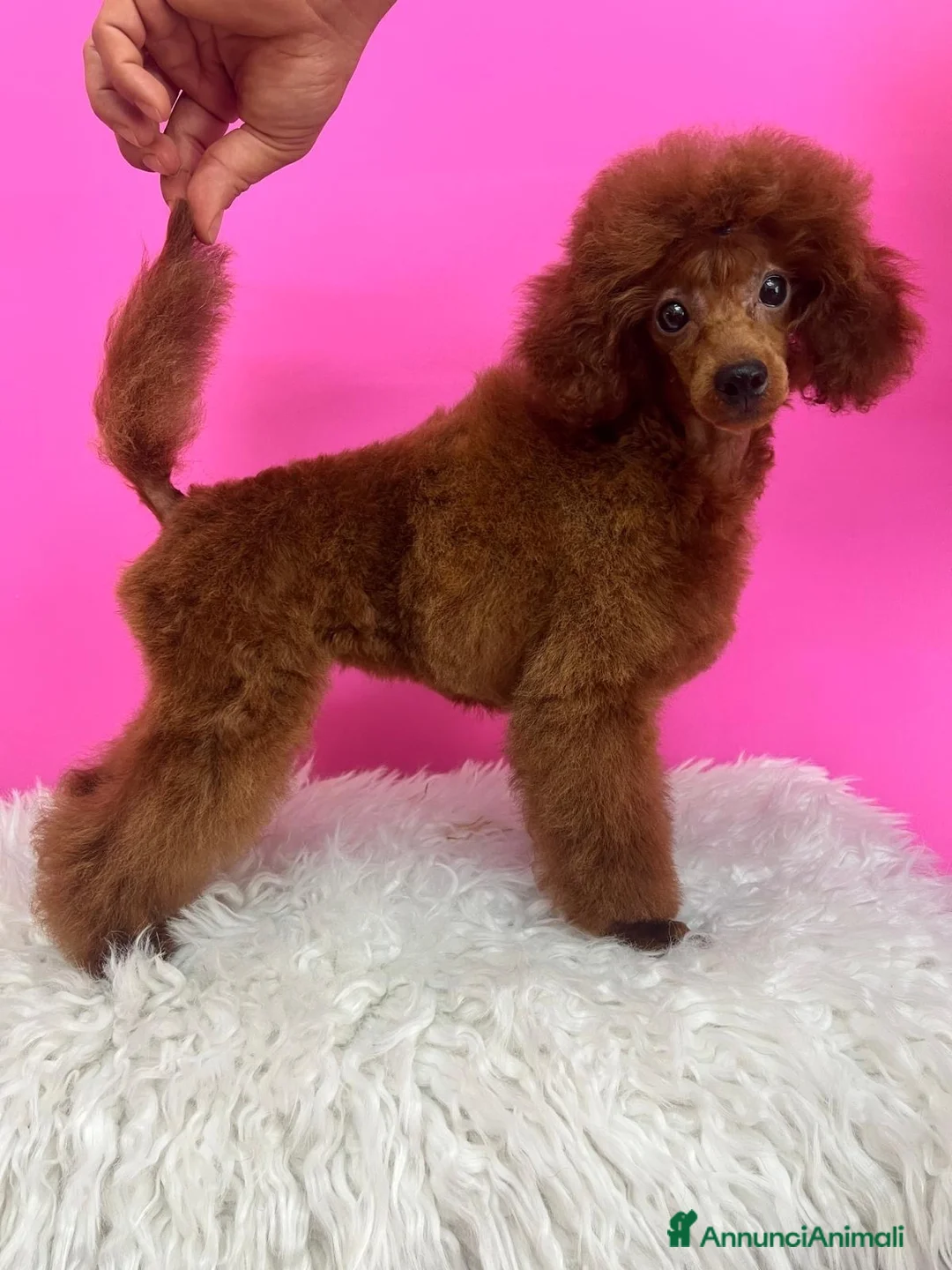 Barboncino Toy cani in vendita: BARBONCINI TOY RED  a Città metropolitana di Roma Capitale - Annuncio 3