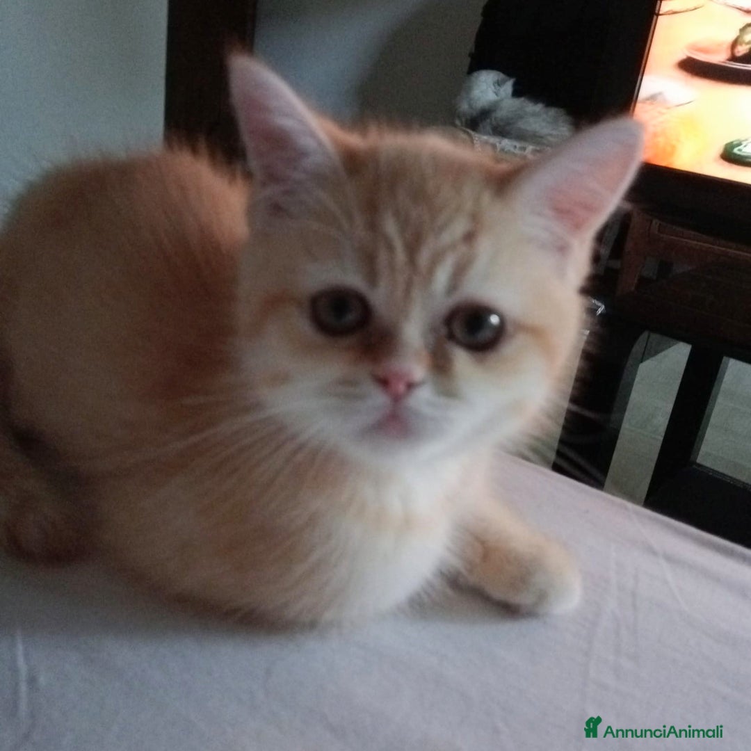 Scottish gatti in vendita: Gattini Scottish Straight  a Provincia di Modena - Immagine 5