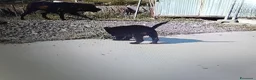 Labrador cani in vendita: 2 cucciole nere di labrador - Annuncio 5