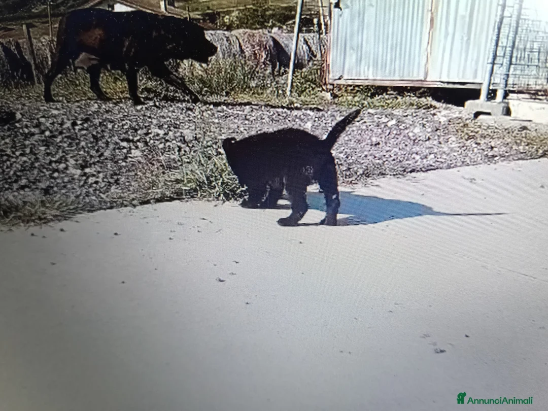 Labrador cani in vendita: 2 cucciole nere di labrador - Annuncio 5