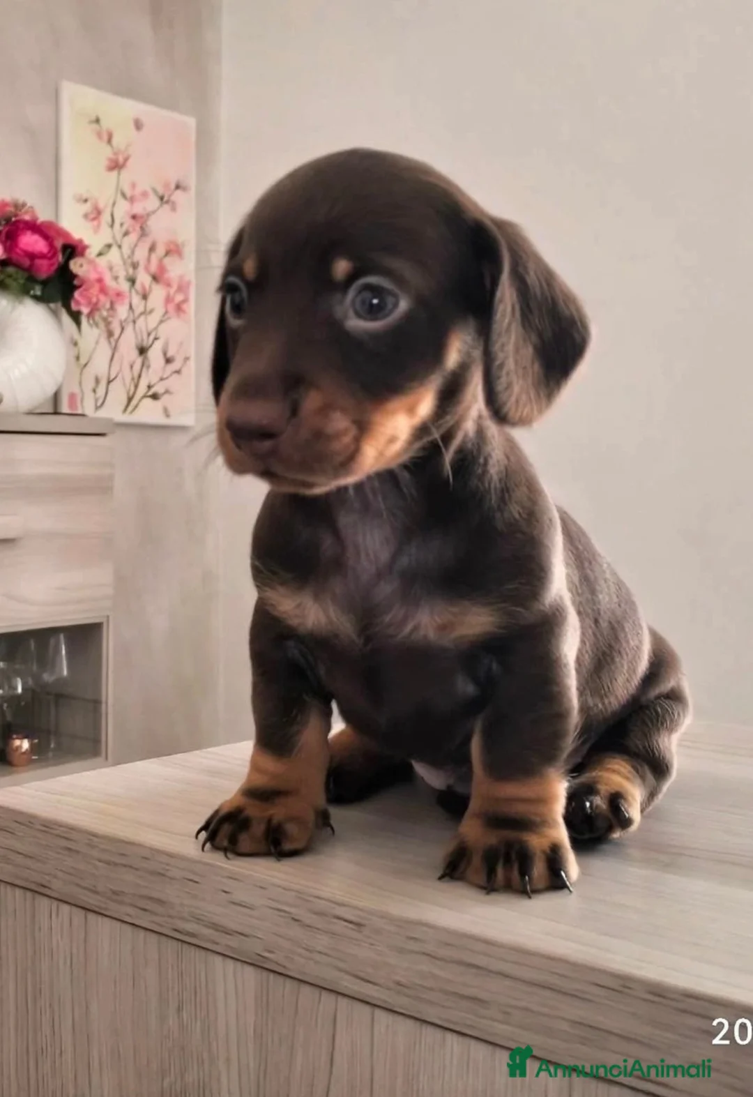 Bassotto cani in vendita: Bassotto tedesco pelo raso nano / kaninchen  - Annuncio 5