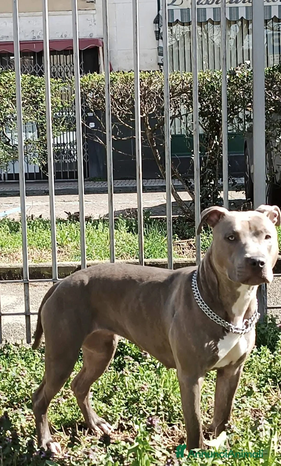 Pitbull cani in vendita: Cuccioli APBT Blue nose bridge/ Blue  - Annuncio 2