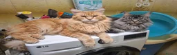 Maine Coon gatti in vendita: Ultime cucciole - Annuncio 2