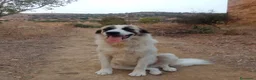 Meticcio cani in regalo: LUCA quanta solitudine a Provincia di Lucca - Annuncio 4