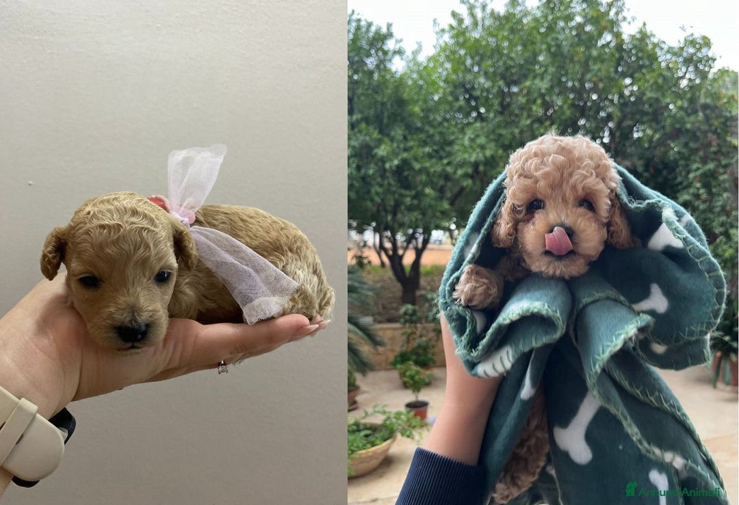 Barboncino Toy cani in vendita: Cuccioli Barboncini toy - Annuncio 10