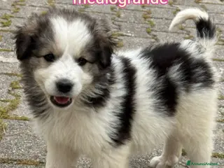 Meticcio cani SALVA UN CUCCIOLO DAL RIFUGIO - Annuncio 2