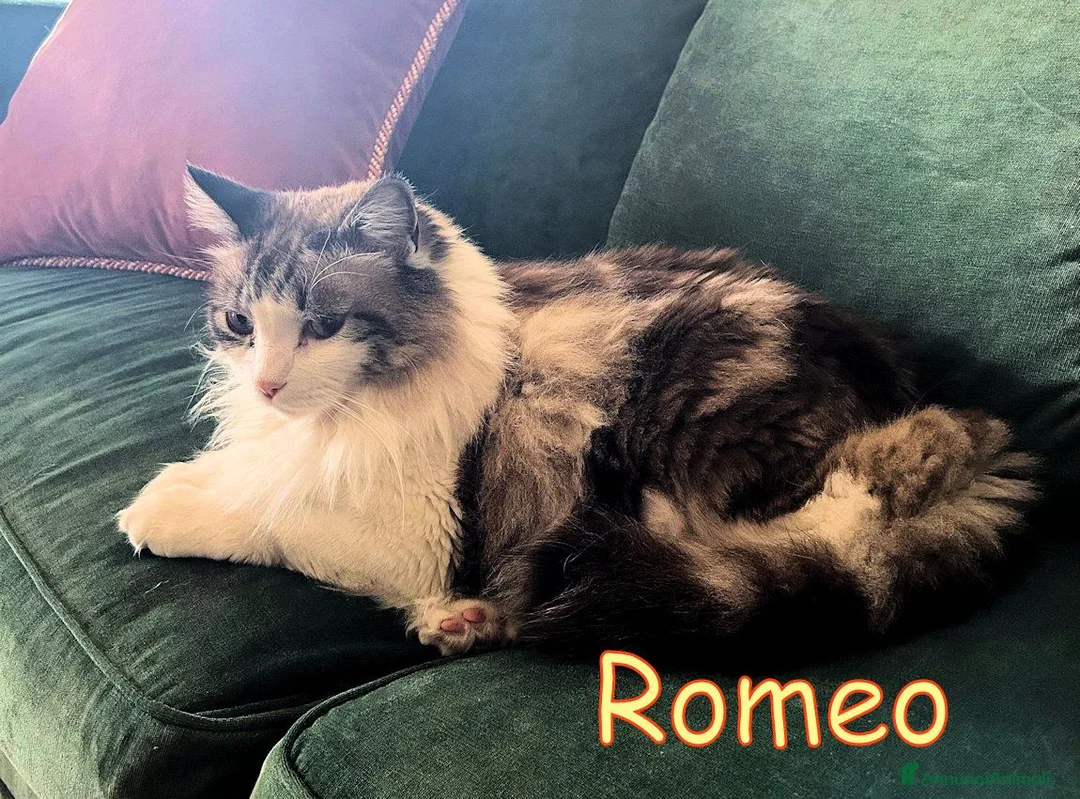 Altre razze gatti in regalo: ROMEO DOLCISSIMO - Annuncio 2