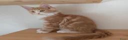 Maine Coon gatti in vendita: Cuccioli Maine Coon a Provincia di Padova - Annuncio 4
