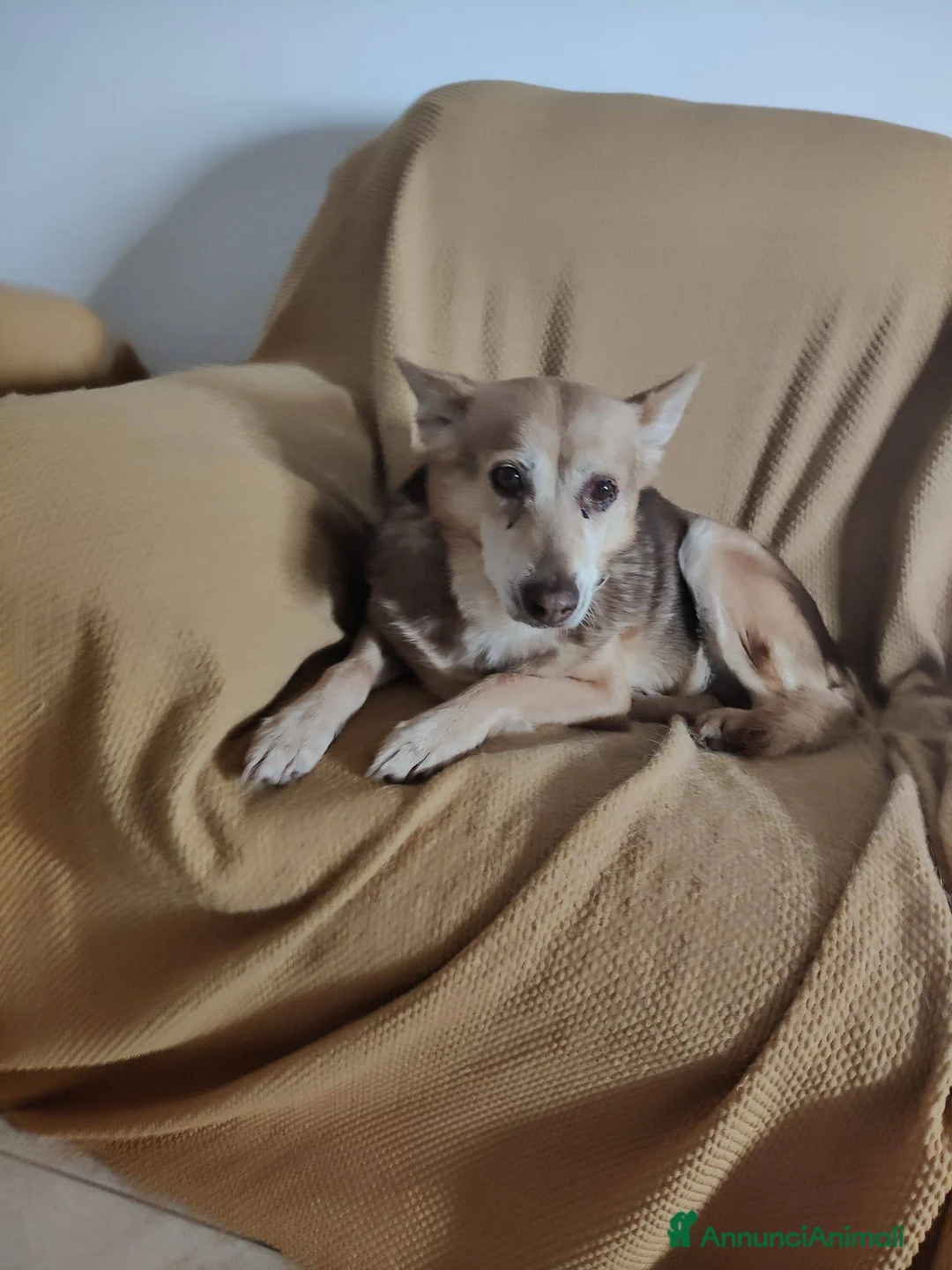 Meticcio cani in regalo: Gelbie: 15 anni, adozione del cuore  - Annuncio 2