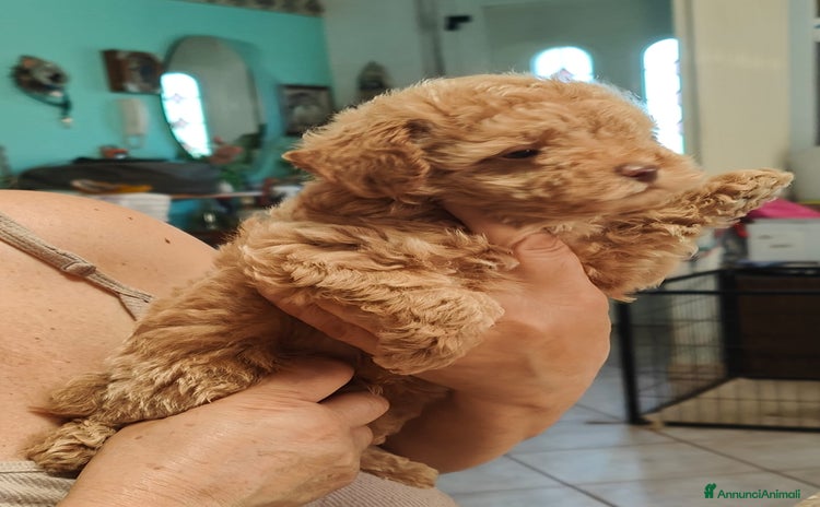Barboncino Toy cani a Provincia di Rimini - Annuncio 4
