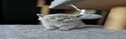 British gatti in vendita: Cuccioli British/Scottish a Città Metropolitana di Torino - Annuncio 6