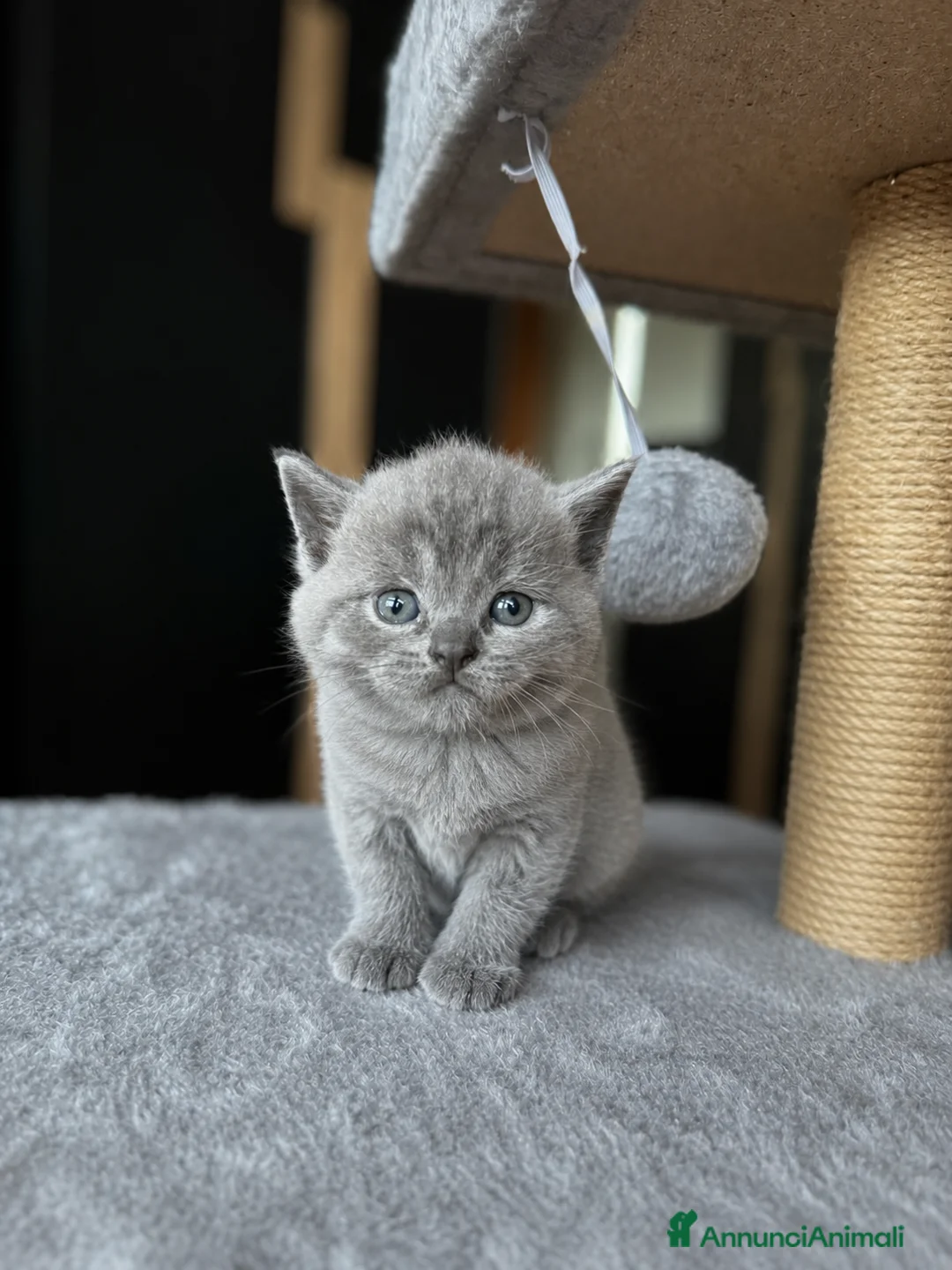 British gatti in vendita: Cuccioli British/Scottish a Città Metropolitana di Torino - Annuncio 6