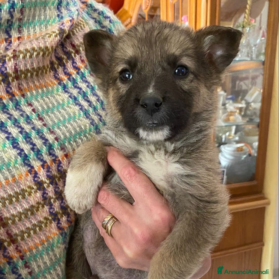 Meticcio cani in regalo: COFFY e ORSO cucciolini  IN REGALO a Città metropolitana di Catania - Immagine 4