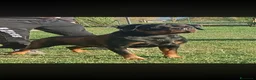 Rottweiler cani in vendita: Cuccioli di Rottwelier con pedigree  - Annuncio 8