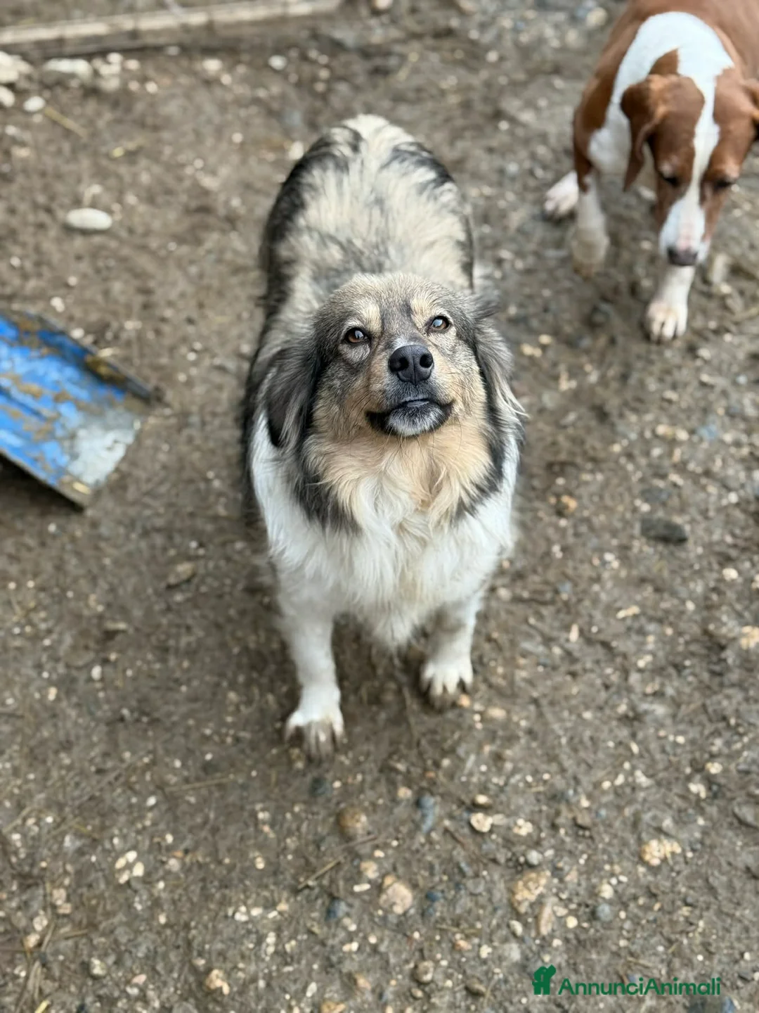 Meticcio cani in regalo: PERSIA, buona come il pane chiusa in rifugio - Annuncio 7