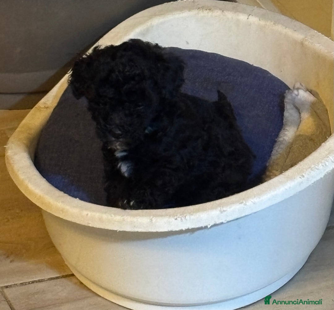 Barboncino Toy cani in vendita: Barboncini Toy - Annuncio 16