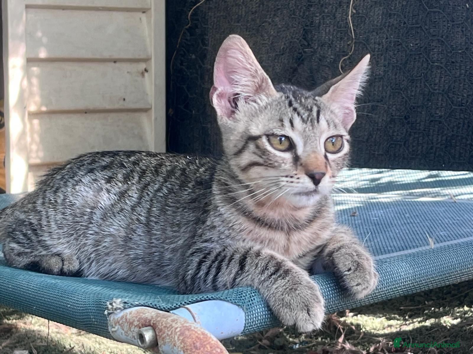Europeo gatti Gattino tigrato 3 mesi - Annuncio 5
