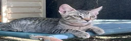 Europeo gatti in regalo: Gattino tigrato 3 mesi a Città Metropolitana di Firenze - Annuncio 1