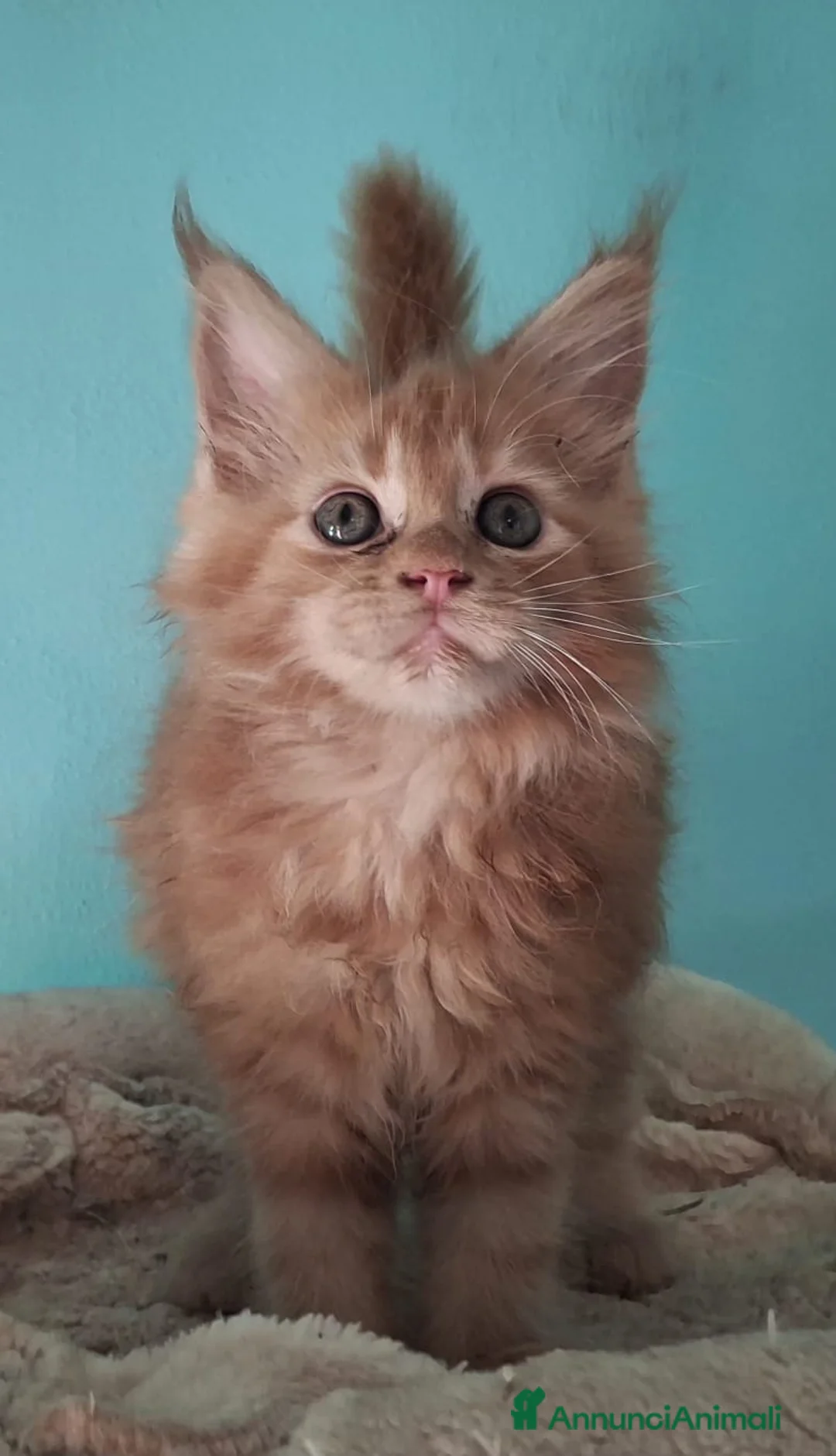 Maine Coon gatti in vendita: ultimi cuccioli maine coon - Annuncio 2