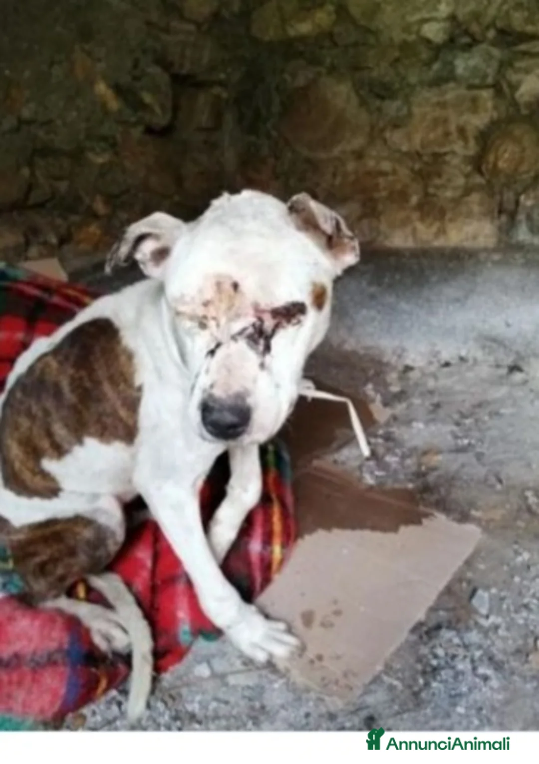 Pitbull cani in regalo: Pitbull salvata 2anni fa,ha xso 1occhio,CREMONA a Città Metropolitana di Milano - Annuncio 9