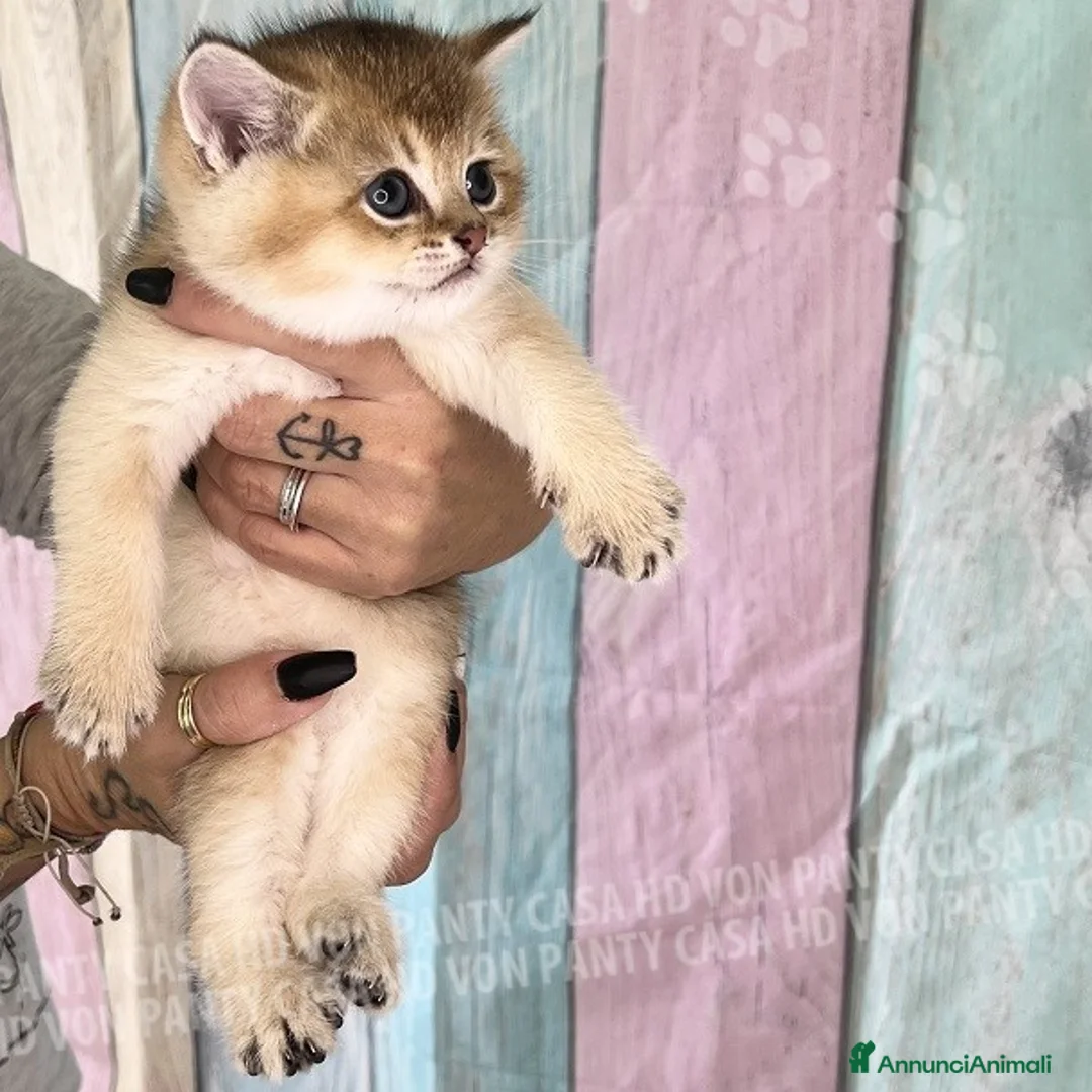 British gatti in vendita: Cuccioli British Shorthair  - Annuncio 8