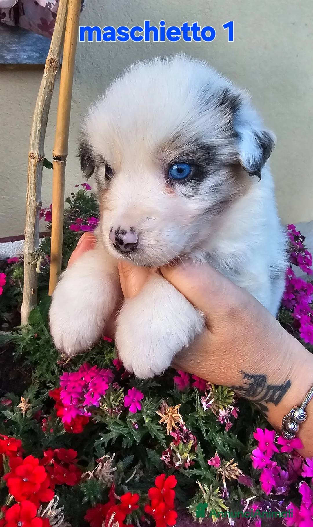 Australian Shepherd cani in vendita: Cuccioli di pastore australiano disponibili  - Annuncio 2