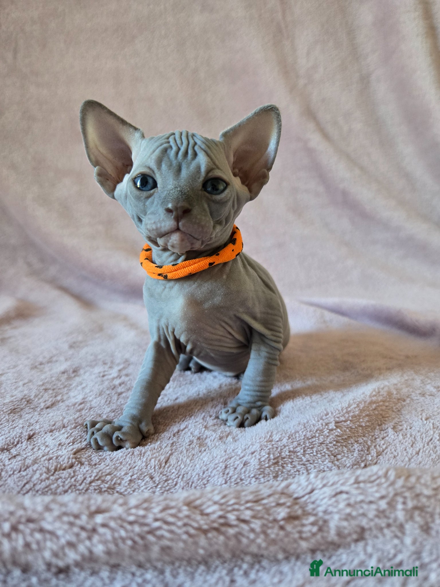 Sphynx gatti Cuccioli Sphynx Blu e Neri - Annuncio 7