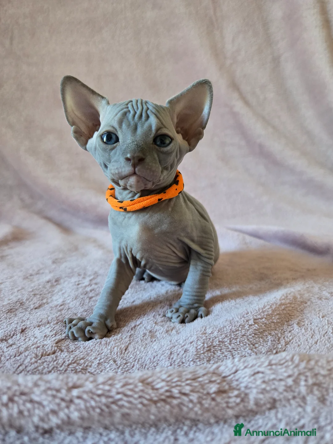 Sphynx gatti in vendita: Cuccioli Sphynx Blu e Neri - Annuncio 1