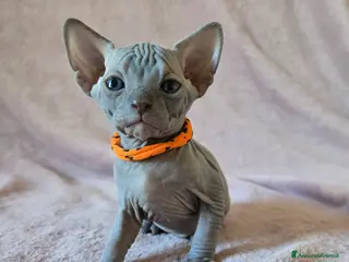 Sphynx gatti Cuccioli Sphynx Blu e Neri - Annuncio 7