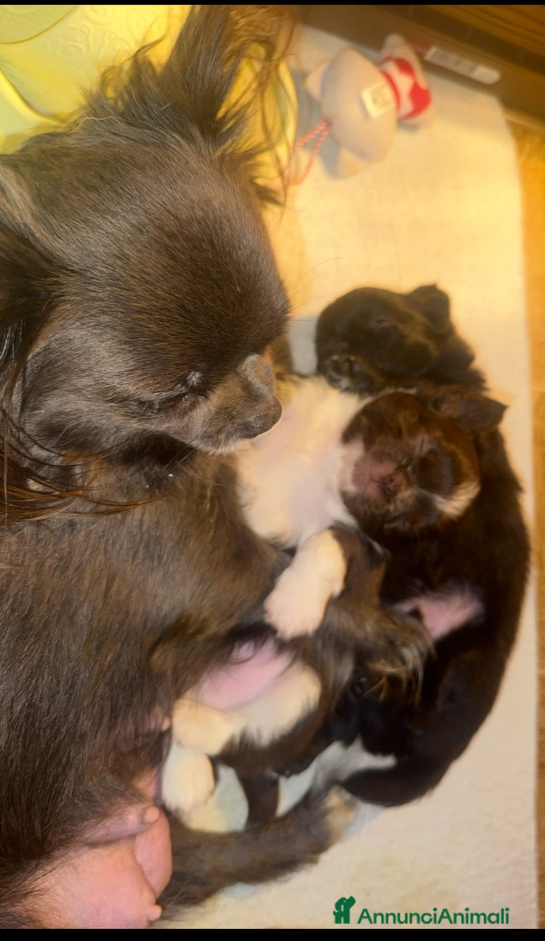 Chihuahua cani in vendita: Chihuahua pelo lungo  - Annuncio 6