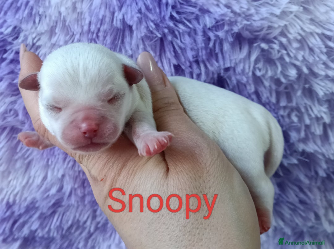 Chihuahua cani in vendita: Maschietti chihuahua pedigree  - Annuncio 5