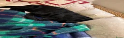 Labrador cani in vendita: Vendo Labrador di un anno e mezzo a Provincia di Bergamo - Annuncio 3