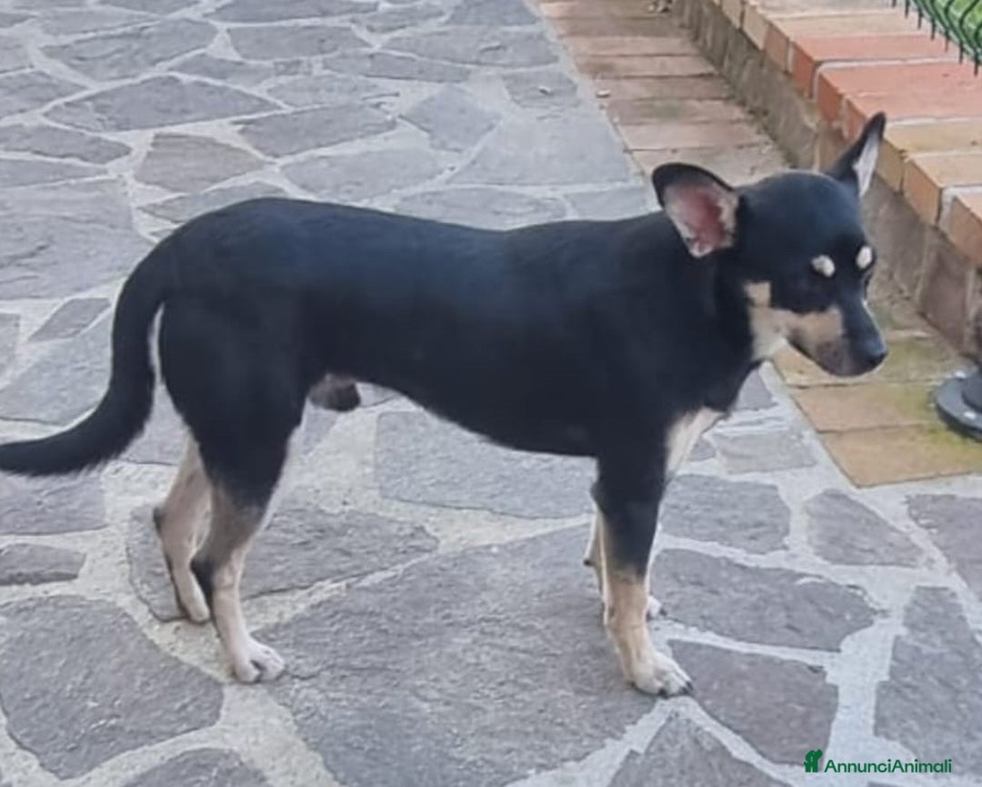 Meticcio cani in regalo: Una casa e tanto amore per Miele e Neve - Annuncio 9