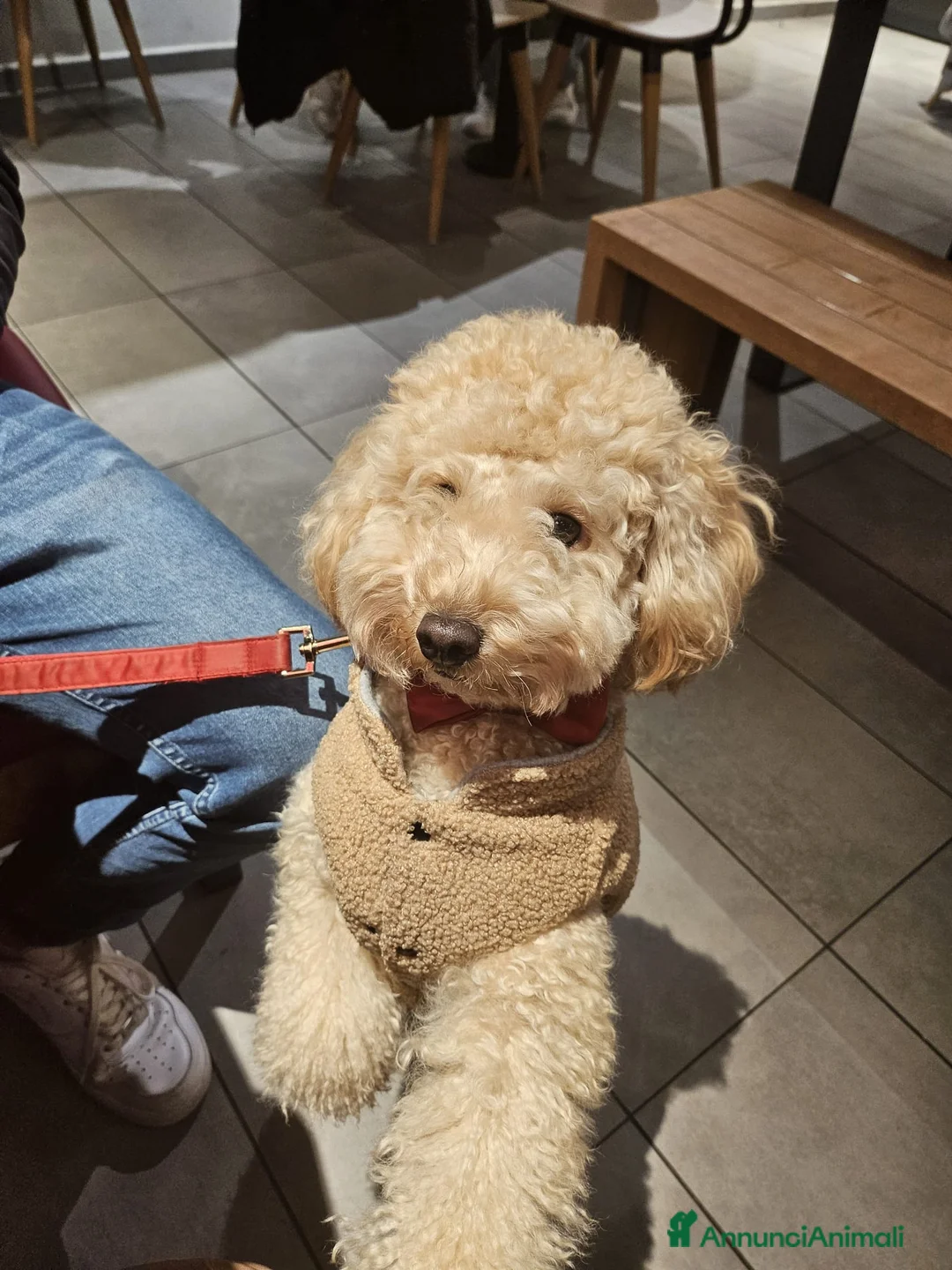 Barboncino cani in vendita: Cuccioli di barboncino  - Annuncio 1