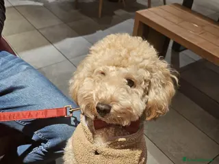 Barboncino cani Cuccioli di barboncino - Annuncio 27
