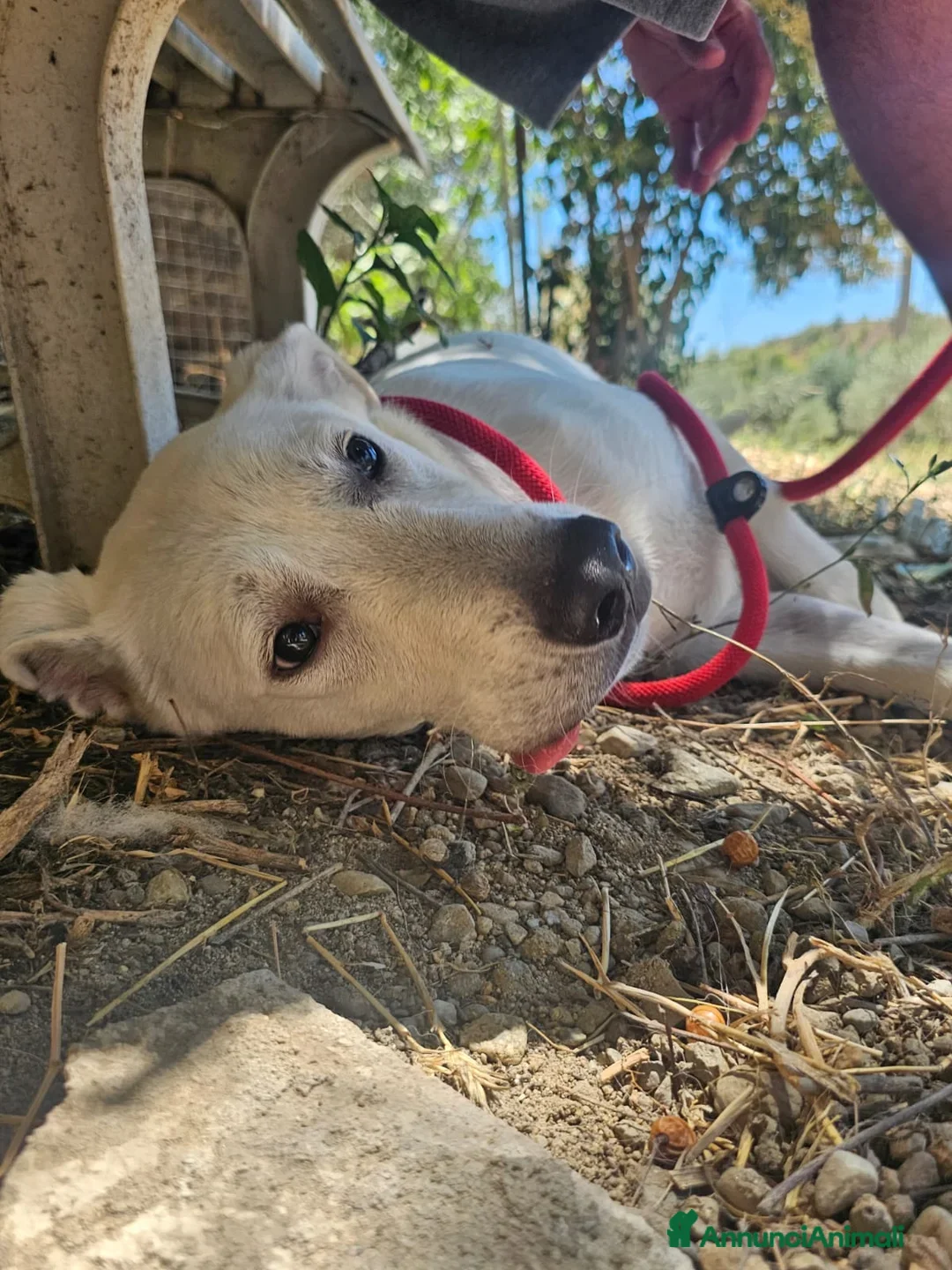 Meticcio cani in regalo: Jerry un cucciolo dalce curioso giocherellone - Annuncio 8