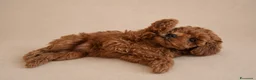 Barboncino cani in vendita: Barboncino femmina  - Annuncio 2
